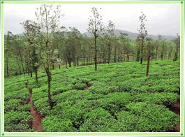 Vandiperiyar Tea Estate Thekkady