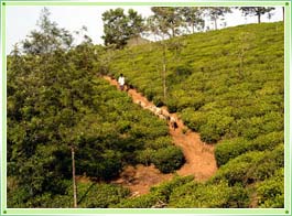 Vagamon hill station Kottayam