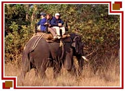 Elephant Safari