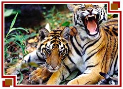 Madhya Pradesh Wildlife Tour