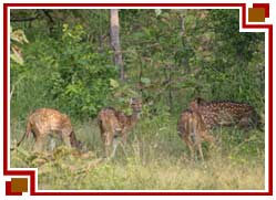 Bandhavgarh National Park