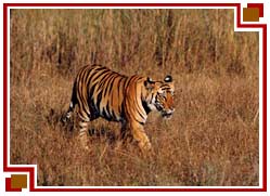 Bandhavgarh National Park