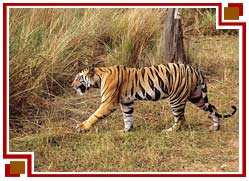 Kanha National Park