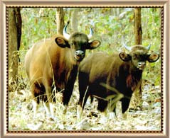 Dajipur Bison Sanctuary