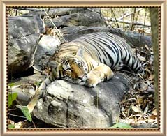 Maharashtra Wildlife