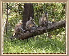 Pench National Park