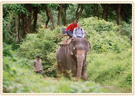 Nepal Jungle Safari