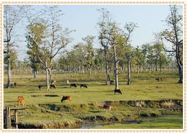 Chitwan National Park