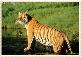 Nepal Wildlife Tour