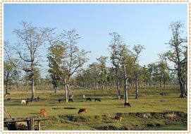 Royal Chitwan National Park Nepal