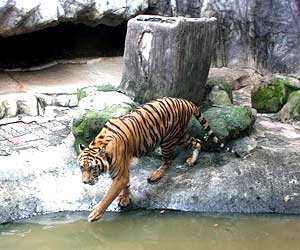 Tiger Zoo