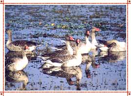 Bharatpur Bird Sanctuary in Rajasthan