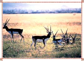 Darrah Wildlife in Rajasthan