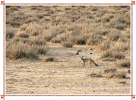 Desert National Park in Jaisalmer