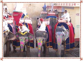 Elephant Festival, Rajasthan