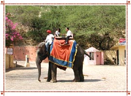 Elephant Safari in Rajasthan