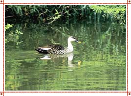 Gajner Wildlife Sanctury in Rajasthan