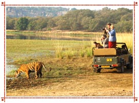 Jeep Safaris in Rajasthan