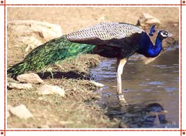 Kumbhalgarh Wildlife Sanctuary in Rajasthan