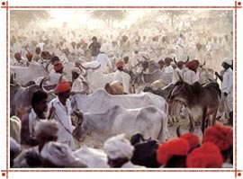 Nagaur Fair in Rajasthan