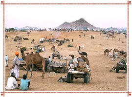 Pushkar Camel Fair, Rajasthan