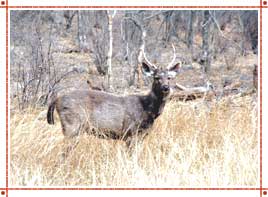 Ranthambore National Park in Rajasthan