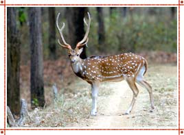 Wild Life in Rajasthan