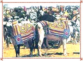 Sheetla Mata Fair in Rajasthan