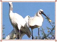 Sita Mata Sanctuary in Rajasthan