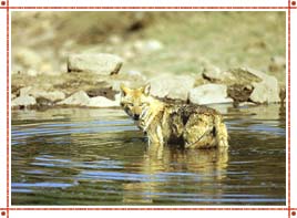 Wildlife Sanctuary in Rajasthan