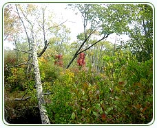 Barsey Rhododendron Sanctuary