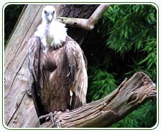 Griffon vulture