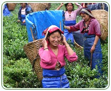 Temi Tea Garden