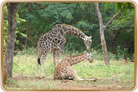 Anna Zoological Park Chennai