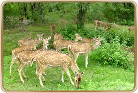 Bandipur National Park