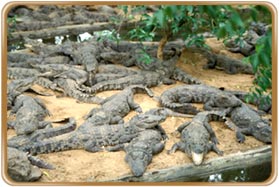 Crocodile Bank in Chennai 