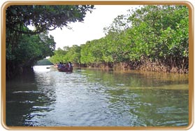 Pichavaram Lake Tamilnadu