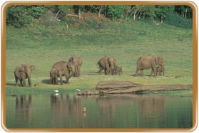 Periyar Wildlife Sanctuary Madurai