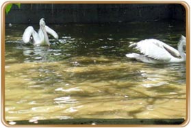 Guindy National Park Chennai