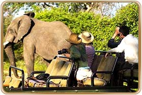 Masinagudi Wildlife Safaris