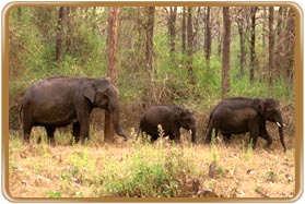 National Parks in Tamilnadu