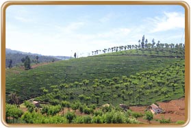 Nilgiri Hills Tamilnadu