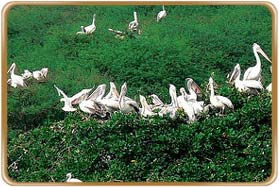 Vedanthangal Bird Sanctuary Kanchipuram