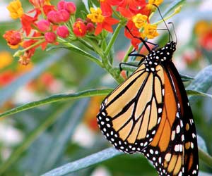 Butterfly Museum, Nainital