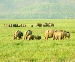 Corbett National Park