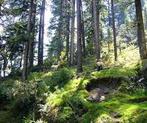 Dhanaulti , Uttarakhand