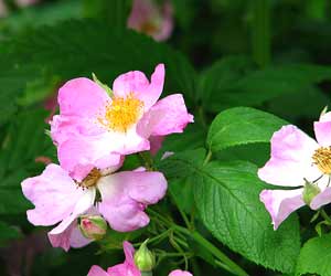 Flora and Fauna, Chamoli