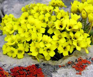 Flora & Fauna, Ranikhet