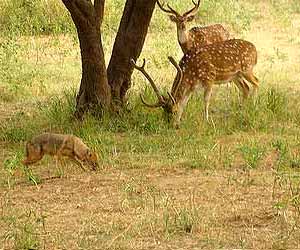 Jim Corbett National Park, Uttarakhand