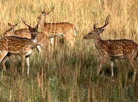 Jim Corbett National Park